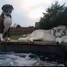 We did not find results for: Blue Diamond Pools Home Facebook
