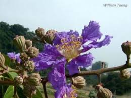 Image result for Triplochiton zambesiacus