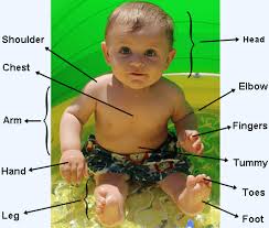 In humans it extends from the forehead to the chin. Body Parts Face Parts In English