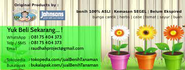 Bibit pohon buah kedondong merah 80 cm cangkok siap berbuah. Jual Benih Biji Bunga Sayur Herb Buah Home Facebook