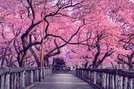 Scegli la consegna gratis per riparmiare di più. Sakura La Leggenda E Il Significato Spirituale Dei Fiori Di Ciliegio Giapponesi Greenme