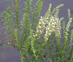 Image result for Hebenstretia