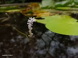 Image result for Aponogeton desertorum