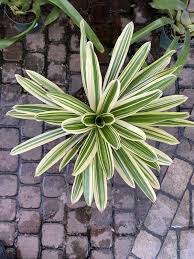 Image result for Neojeffreya