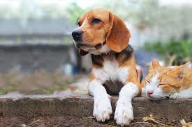 This medical assistance program will help pay for prescription drugs for the disabled and the elderly. Marlborough Ma Veterinarian Massachusetts Veterinary Medical Association Charities