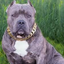Image result for why pitbull heavy chain