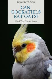Can Cockatiels Eat Oats What You Must Know Beak Craze Cockatiel Cockatiel Care Pet Birds