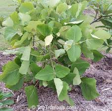 Image result for Erythrina abyssinica × lysistemon