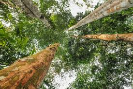 Image result for Pericopsis