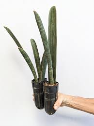 Image result for Sansevieria hallii