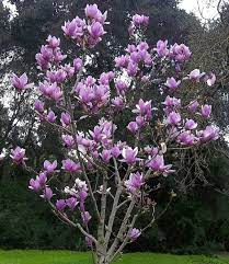 They were saucer magnolias and harlequin vine (now that i've actually seen harlequin vine in person, since buying the seeds, i'm not longer nearly so excited about the plant, but the saucer magnolias. The Showy Magnolia Soulangiana Tree Commonly Called The Saucer Magnolia Tree Is One Of The Approxi Magnolia Tree Landscaping Garden Plant Pots Magnolia Trees