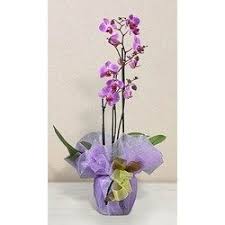 Check spelling or type a new query. Flower Delivery Milan Send Fresh Italy Flowers 1st In Flowers