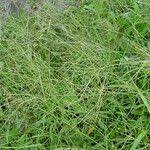 Image result for Digitaria pearsonii