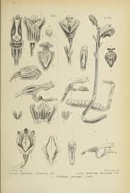Image result for Gastrodia rwandensis