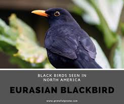 Australian Black Bird With White Wing Tips Black Birds Seen In North America Eurasian Blackbird In 2020 Black Bird North America Birds