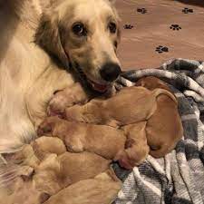 Maybe you would like to learn more about one of these? Dog Breeder Near Me Golden Retriever Vip Puppies Dog Breeders Near Me Puppies Retriever Puppy