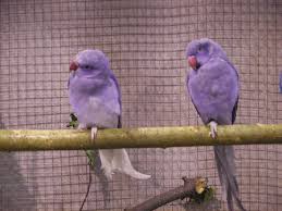Violet Indian Ringnecks Cute Birds Pet Birds Birds