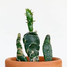 Here is all you need to know. Opuntia Zebrina F Reticulata Cobra Cactus Cactus Plants Cactus Cactus And Succulents