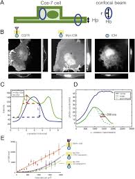 20000 usd to myr (20000 us dollar to malaysian ringgit) exchange calculator. Conformational Coupling Across The Plasma Membrane In Activation Of The Egf Receptor Cell