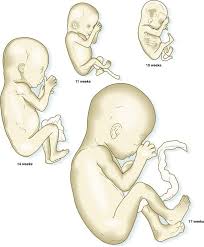 Check spelling or type a new query. Fetal Period And Birth Basicmedical Key