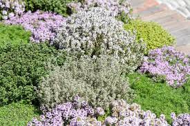 Check spelling or type a new query. Great Varieties Of Thyme To Grow Bbc Gardeners World Magazine