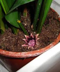 Image result for Aspidistra