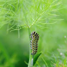 Black swallowtail caterpillars may start acting a bit stranger during their metamorphosis as we transition to the colder months. What Do Caterpillars Eat Host Plants