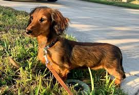 We offer a lifetime health guarantee to all our customers that keep their miniature dachshund puppies from us on nuvet supplements. Dachshund Colors Get To Know The Rare And Most Loved K9 Web