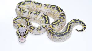 Yr2016 male black pastel piebald ball python (pb_1197_m) 1,200.00. Ball Pythons Genetically Diverse Ball Pythons