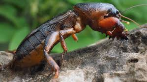 Damit sich die larven und käfer gar nicht erst im garten beziehungsweise im rasen ausbreiten, können verschiedene maßnahmen als vorbeugung angewandt werden. Schadlinge Im Garten Tipps Fur Eine Naturliche Bekampfung