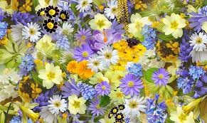 Questo fiore contiene infatti l'aconitina, un potente veleno moto nocivo per l'uomo. Fiori Con La U Ecco Quali Sono E Dove Si Trovano Piazza Armerina News