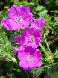 Image result for Geranium sanguineum Max Frei