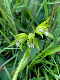 Image result for Nervilia kotschyi