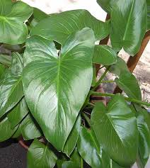 Leaf homologies identification tree shape. Large Heart Shaped Leaf Plant Identification