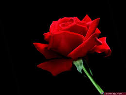 ورد جوري احمر رومانسي ارق وردة و اجمل عطر عجيب وغريب