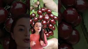 Grow Stella Cherry Trees in Pots 🍒