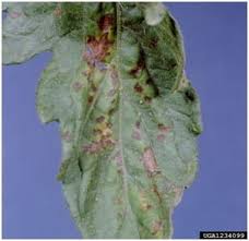 Image result for tomato seedling xanthomonas vesicatoria