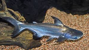 Have something nice to say about tulang ikan patin? Ikan Patin Ikan Air Tawar Unggulan Dalam Negeri Greeners Co