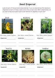 Seed Dispersal Activity