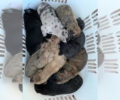 Ten healthy great dane puppies were born august 28, 2018. View Ad Great Dane Puppy For Sale Near Virginia Honaker Usa Adn 150236