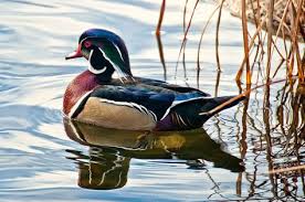 Wood Drake Digital Art Photography Photo Art Art Photography