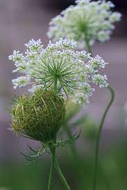 Queen Anne S Lace Beautiful Flowers Flower Garden Flowers