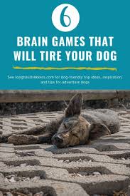 Boredom Busting Brain Games To Play With Your Dog Long Haul Trekkers Dog Brain Brain Games Brain Games For Dogs