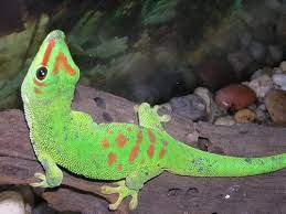 Giant Day Gecko For Sale