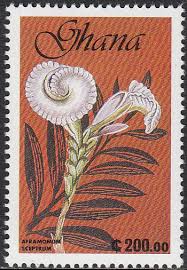 Image result for Siphonochilus brachystemon