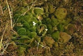 Image result for Ottelia kunenensis