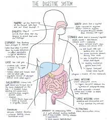 Digestivehealth Digestive Health Poster Biology Notes Medical School Studying Digestive System Diagram