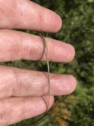 Image result for Aristida pilgeri