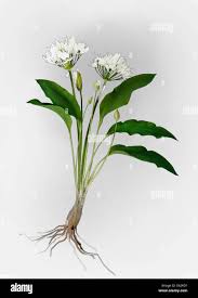 Image result for Allium ursinum