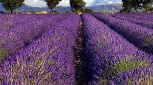 The Benefits Of Flower Essences The Herbal Dispensary